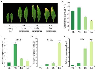 The INFLORESCENCE DEFICIENT IN ABSCISSION-LIKE6 Peptide Functions as a Positive Modulator of Leaf Senescence in Arabidopsis thaliana